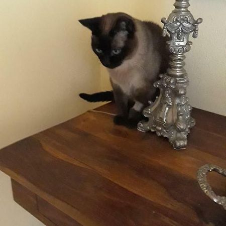 Alloggio Petunia Busto Arsizio Εξωτερικό φωτογραφία
